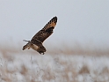 Short-eared owl - Q